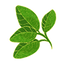Basil
