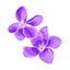 Violet