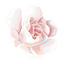 Gardenia