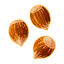 Hazelnut