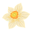 Narcissus