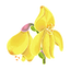 Broom Flower