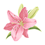 Lily