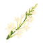 Tuberose