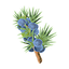 Juniper Berry